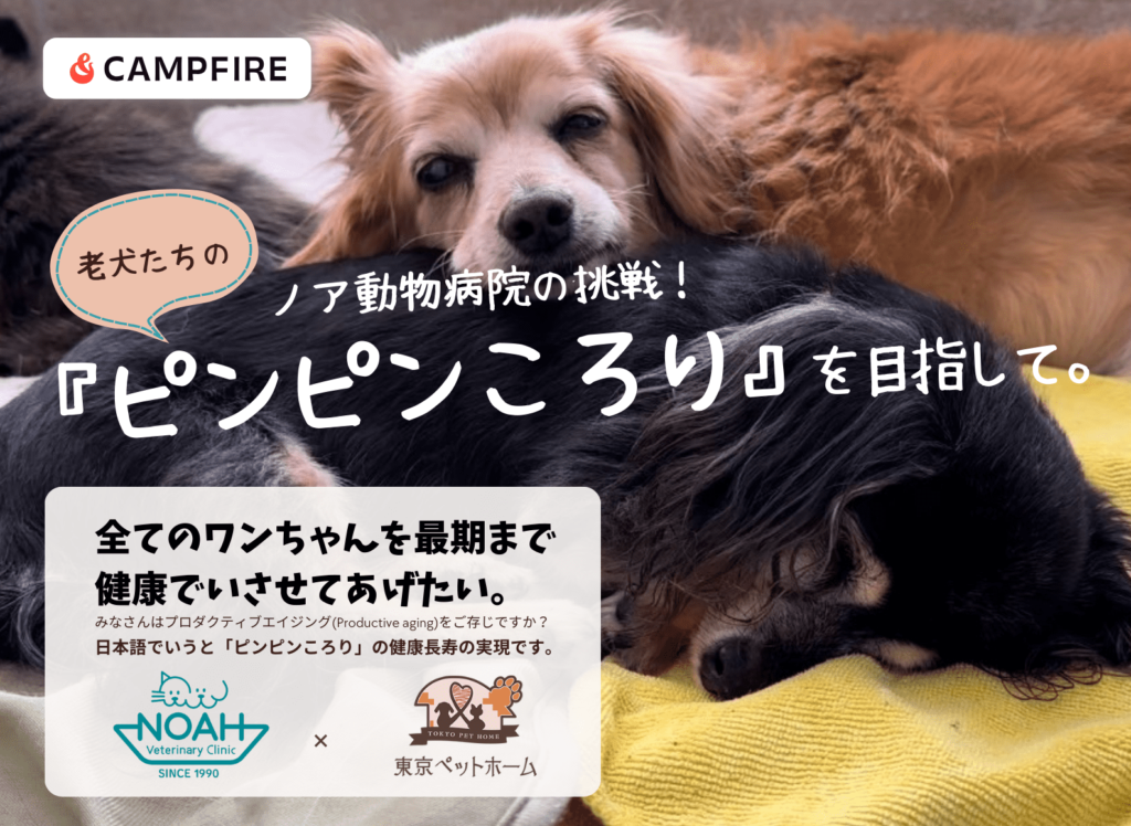 CAMPFIRE老犬たちの「ピンピンころり」を目指して